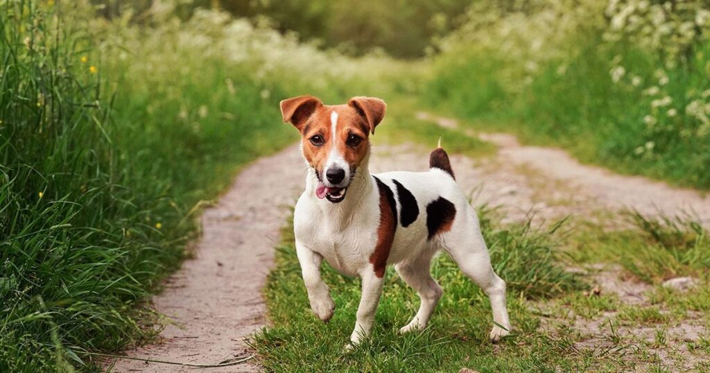 Alimentazione del Jack Russell