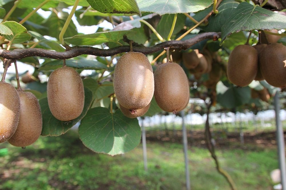 Come Coltivare il Kiwi