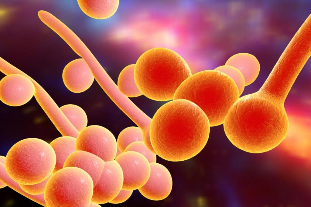 Micosi Intestinale: Sintomi, Cause e Diagnosi