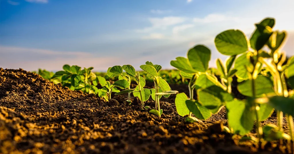 Nutrizione delle Piante: Elementi Essenziali e Come Favorirne la Crescita