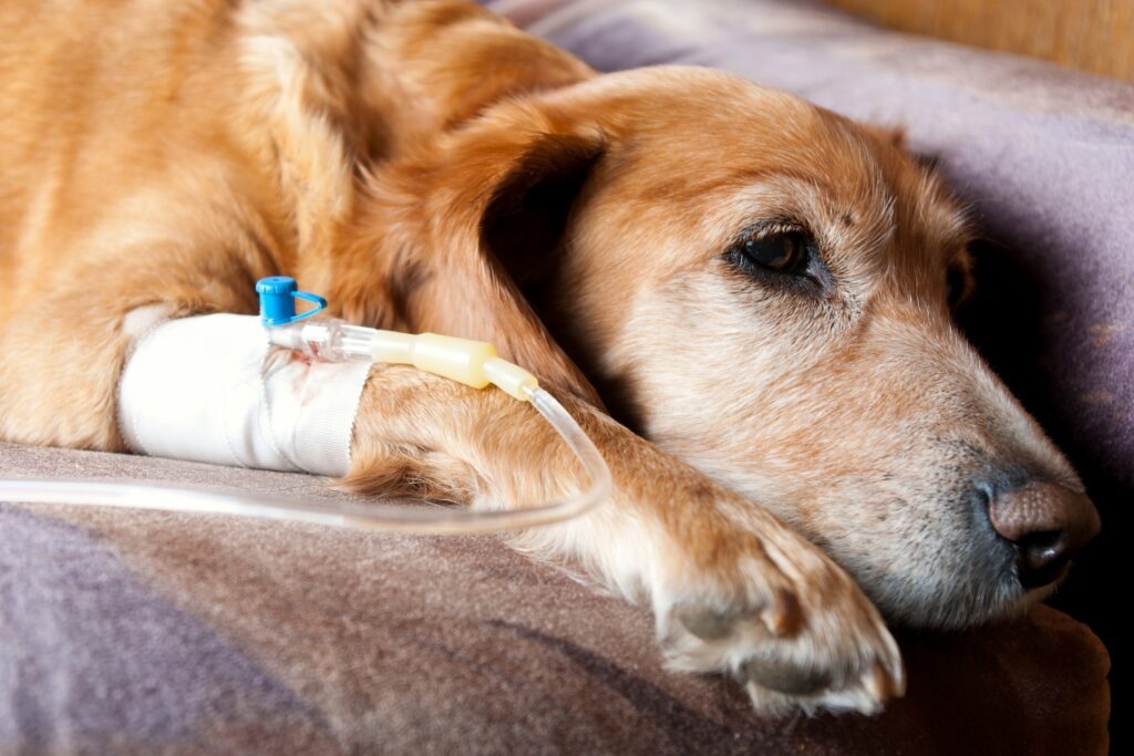 Problemi al Pancreas nel Cane: Cause, Sintomi e Trattamenti
