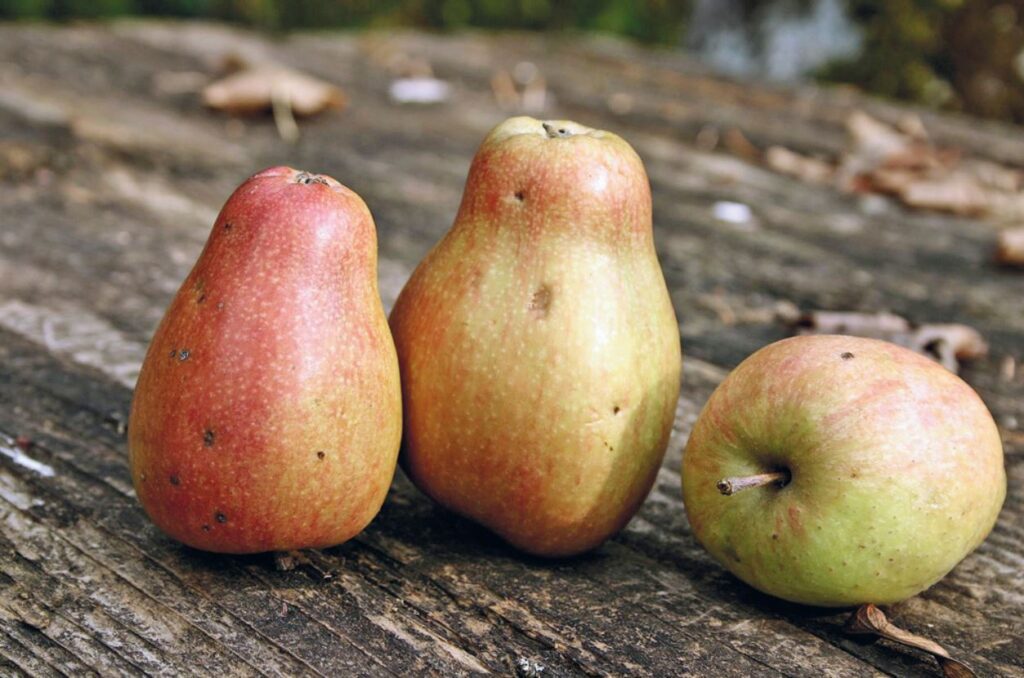 diabete e pere