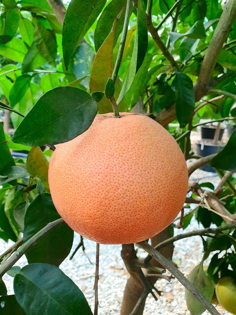 Glicemia e Pompelmo: Benefici e Precauzioni