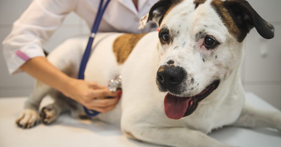 La tachicardia nel cane
