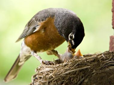 Nutrizione degli Uccelli: Linee Guida per un’Alimentazione Sana
