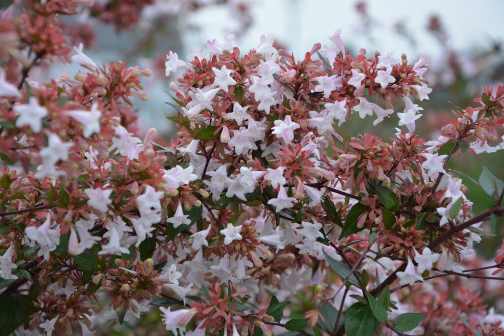 Abelia: la pianta elegante per il tuo giardino