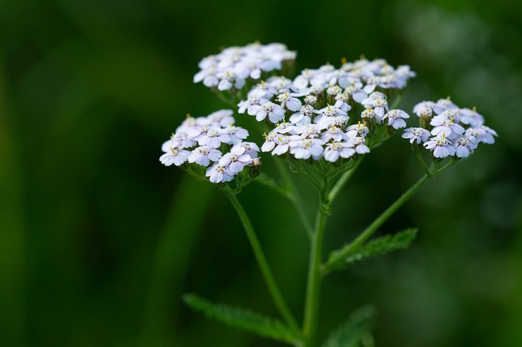 Achillea: una pianta versatile dai molteplici benefici