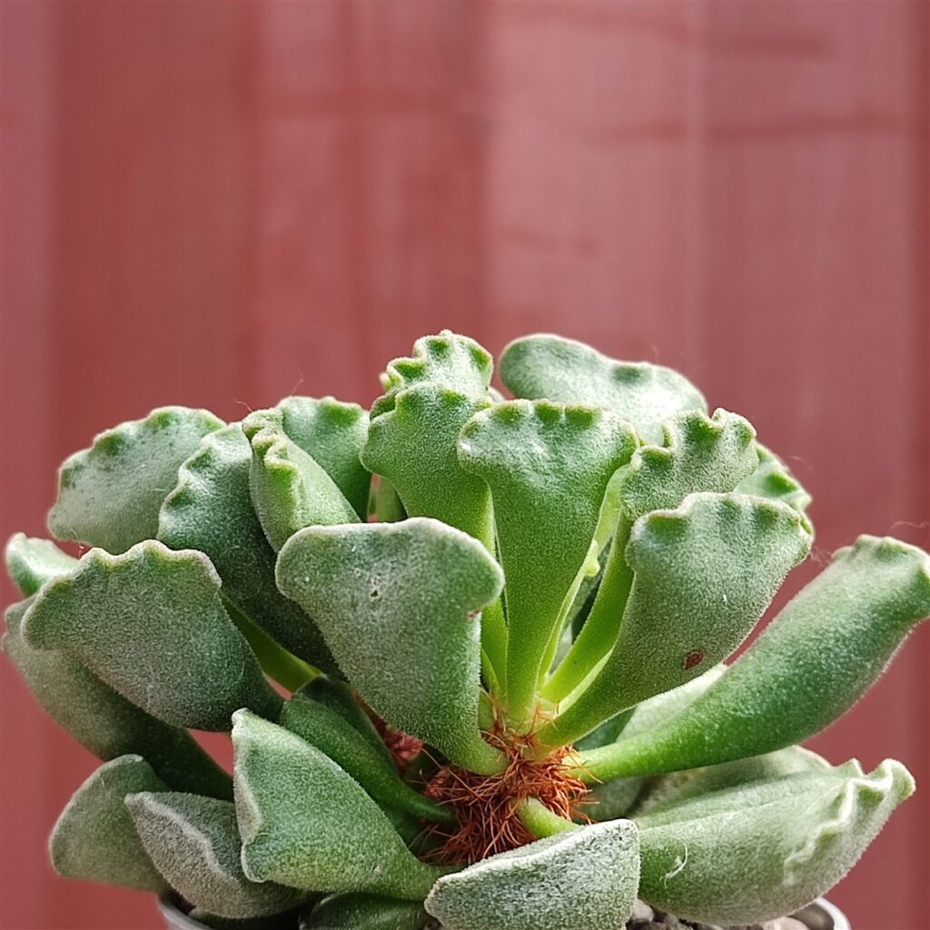 Adromischus