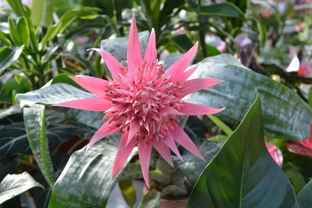 Aechmea