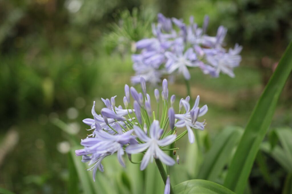 Agapanthus: la pianta dalle fioriture spettacolari