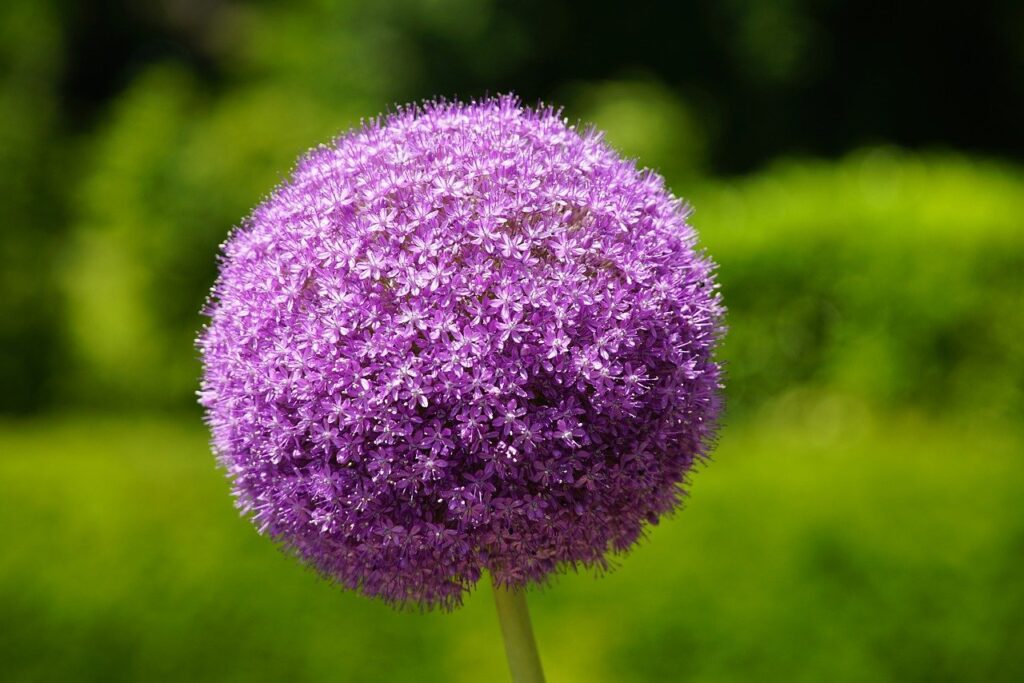 Allium: il fascino elegante delle piante ornamentali a bulbo