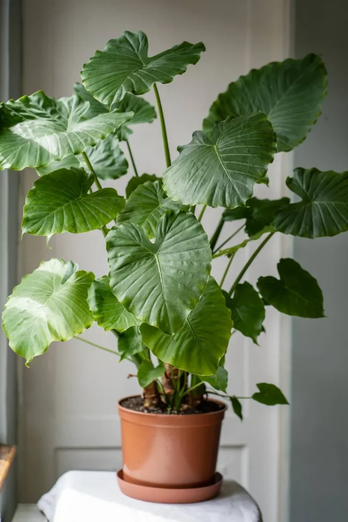 Guida Completa all'Alocasia