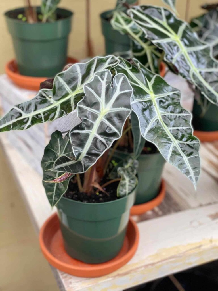 Alocasia Polly