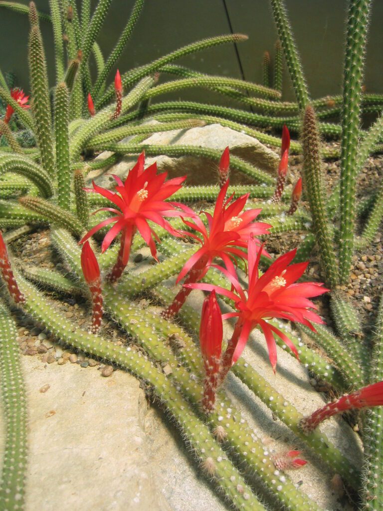 Aporocactus: il cactus dalle fioriture straordinarie