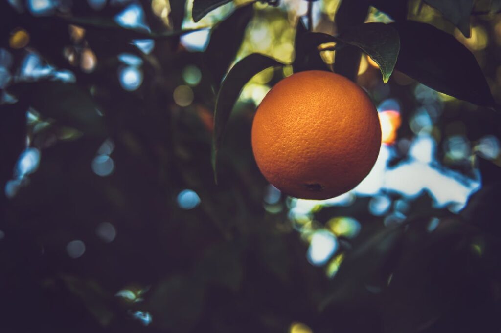 Arancio: simbolo di sole, dolcezza e vitalità