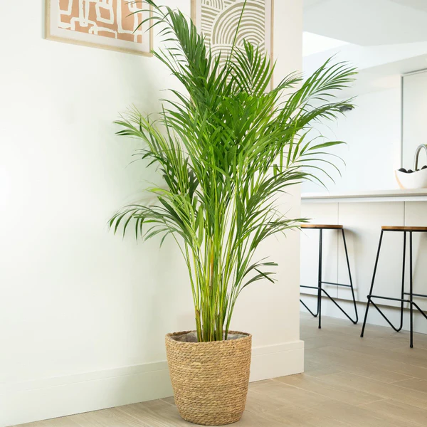 Palma di Areca: Guida alla Cura e ai Benefici