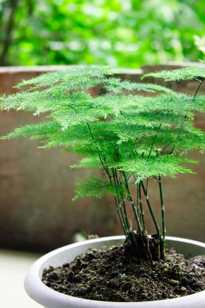 Asparagus Fern