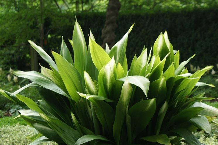 Aspidistra Elatior