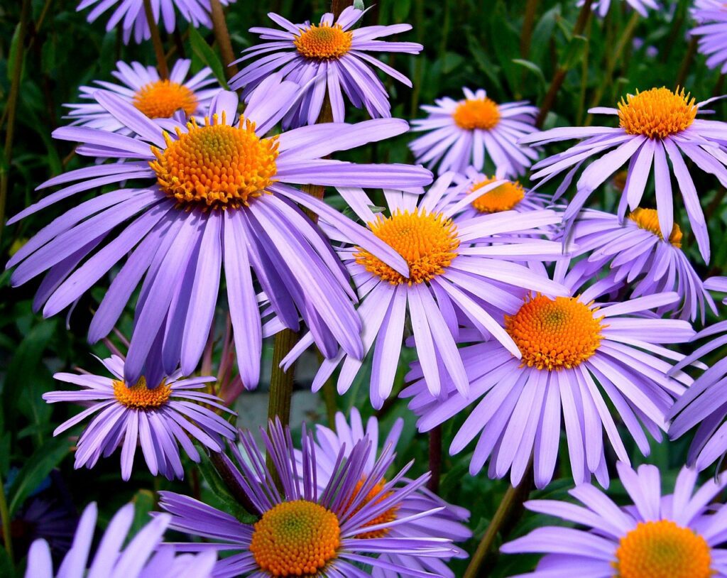 Aster: la stella del giardino autunnale