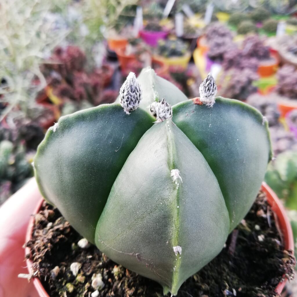 Astrophytum