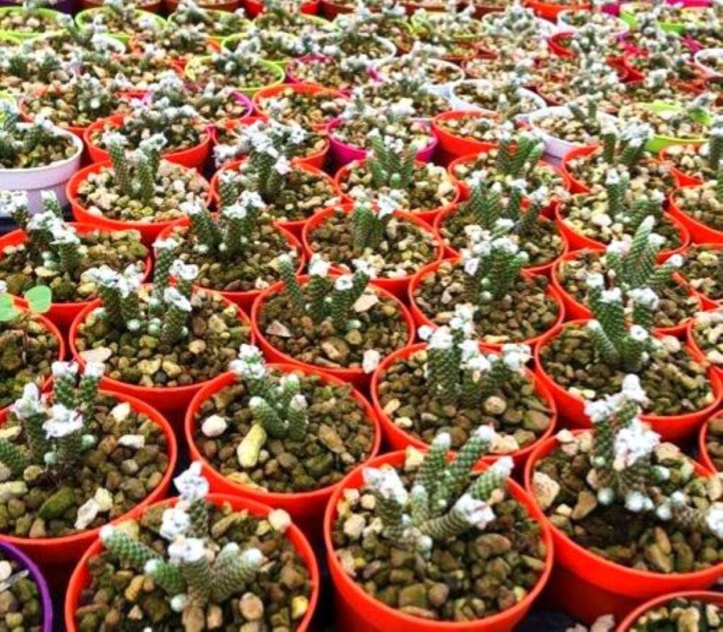 Avonia: la bellezza discreta delle piante succulente