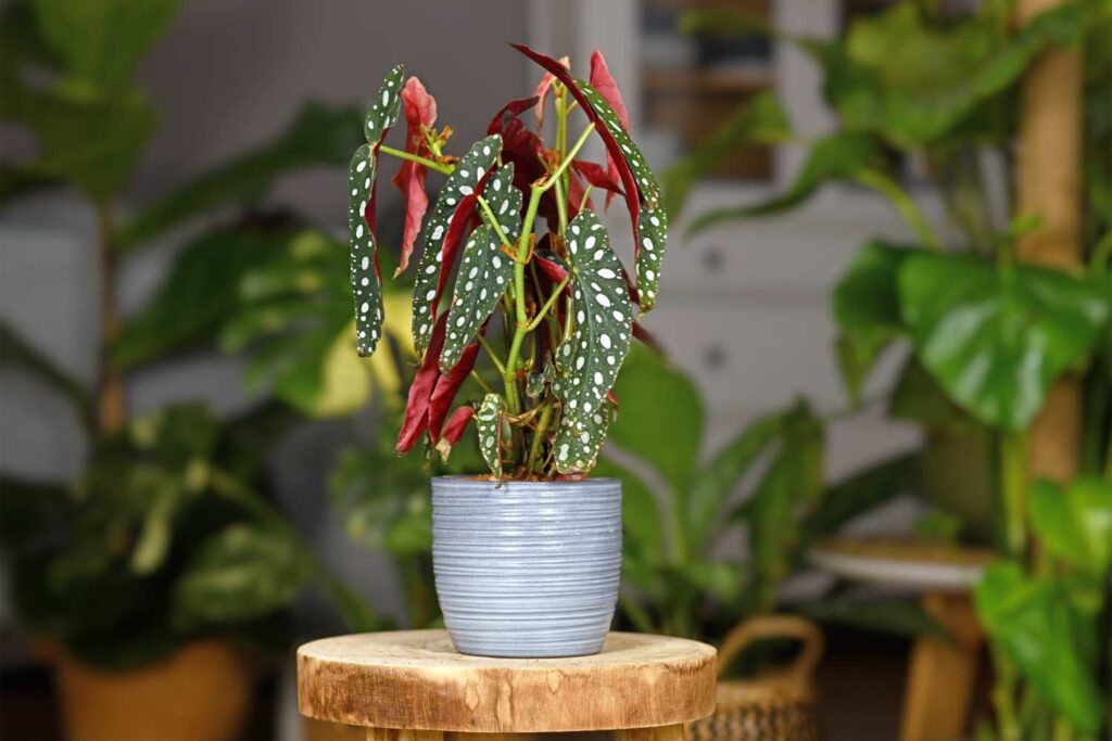 Begonia maculata: guida alla cura e coltivazione