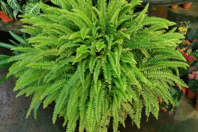 Boston Fern