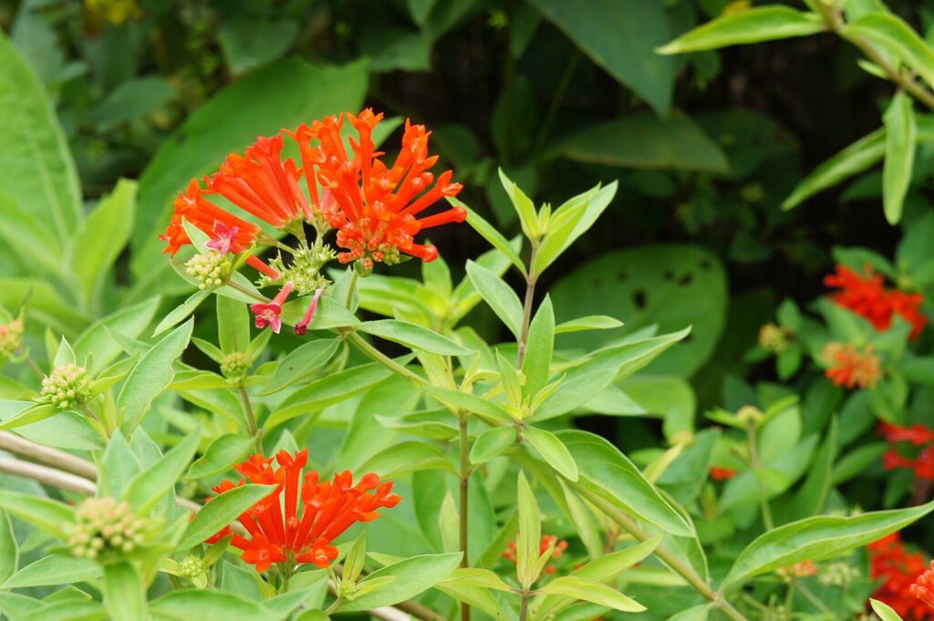 Bouvardia: il fiore della delicatezza e dell’eleganza