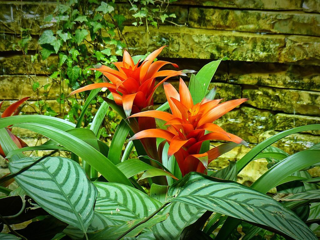 Bromelia: bellezza tropicale per la casa e il giardino