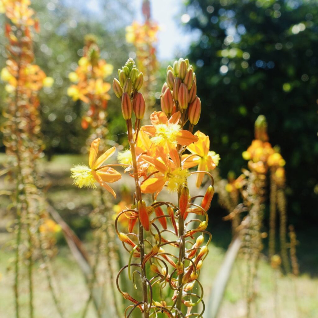 Bulbine