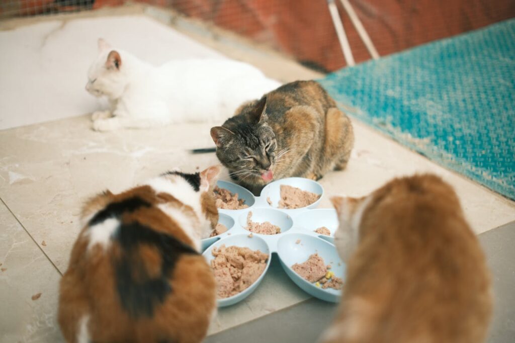 Buona alimentazione gatto: consigli per una dieta equilibrata