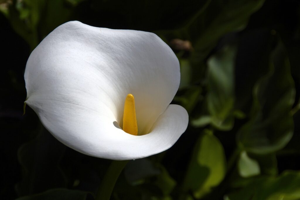 Calla: eleganza senza tempo per giardini e interni