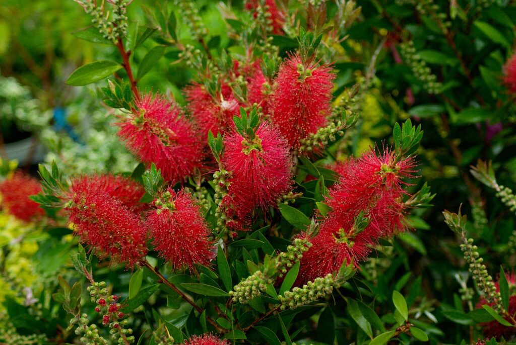 Callistemon: la pianta dai pennelli fioriti