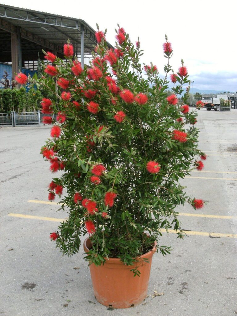 Callistemon