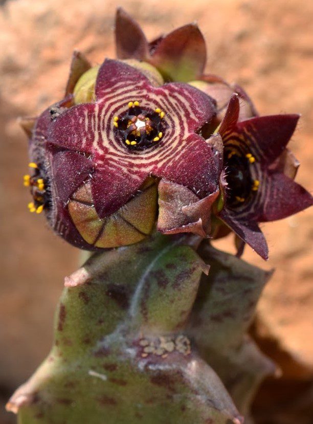 Caralluma