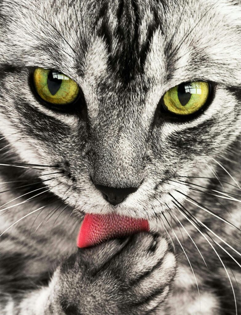 Cardiopatie gatto: sintomi, diagnosi e cure