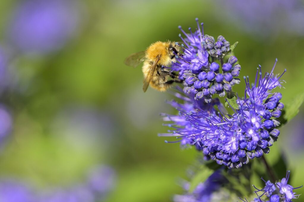Caryopteris: la pianta ornamentale che unisce bellezza e semplicit&agrave;