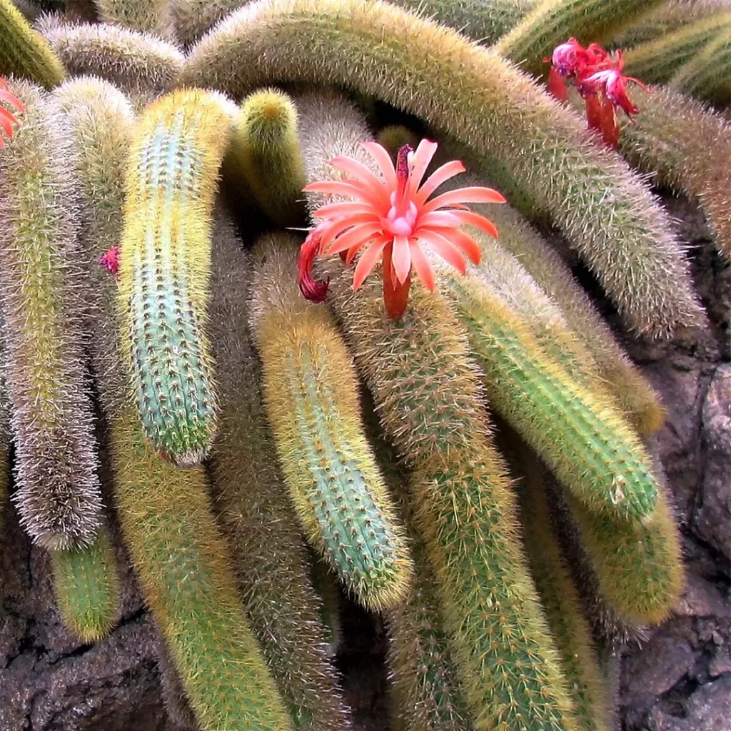 Cleistocactus