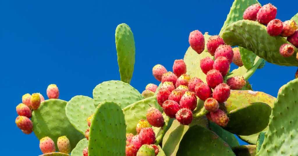 Che vitamine hanno i fichi d'India?