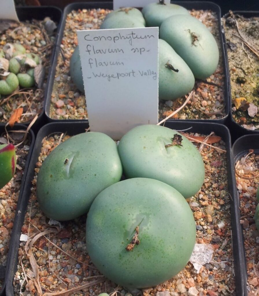 Conophytum: le piccole meraviglie del mondo delle succulente