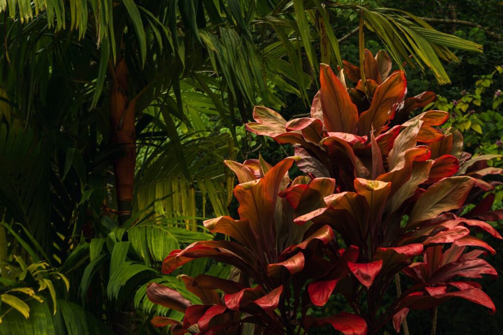 Cordyline: una pianta ornamentale resistente e versatile