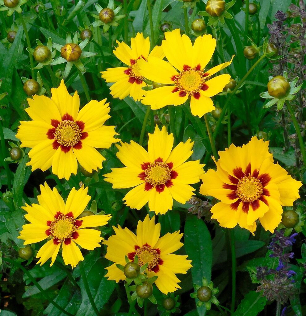 Coreopsis: il fiore della felicit&agrave;