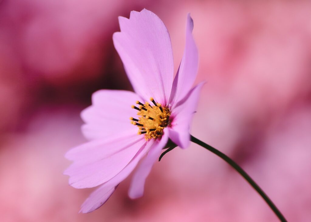 Cosmea: il fiore della semplicità e della bellezza naturale