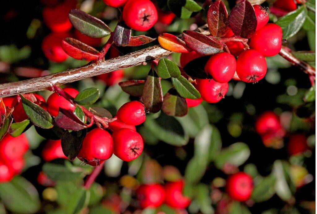Cotoneaster: caratteristiche, cura e utilizzi in giardino