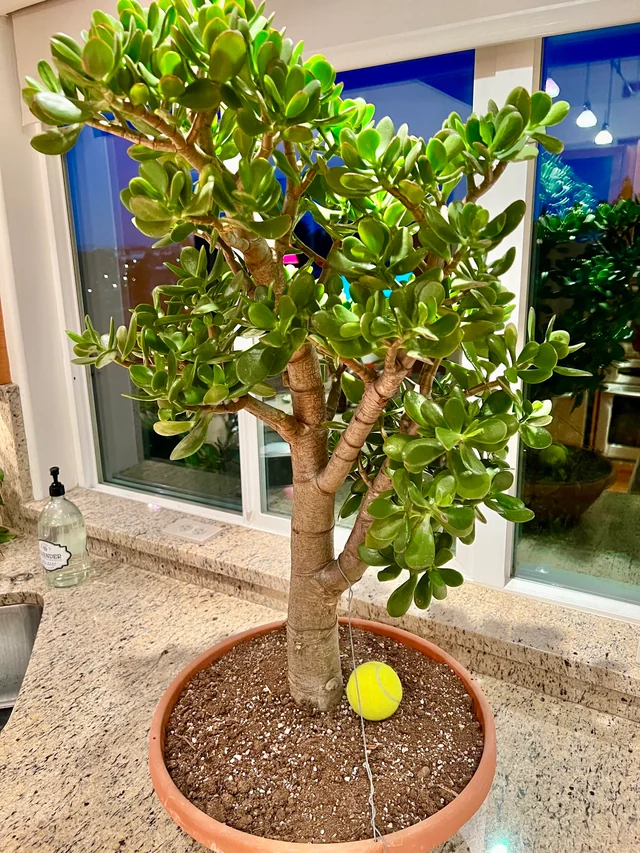 Crassula Ovata