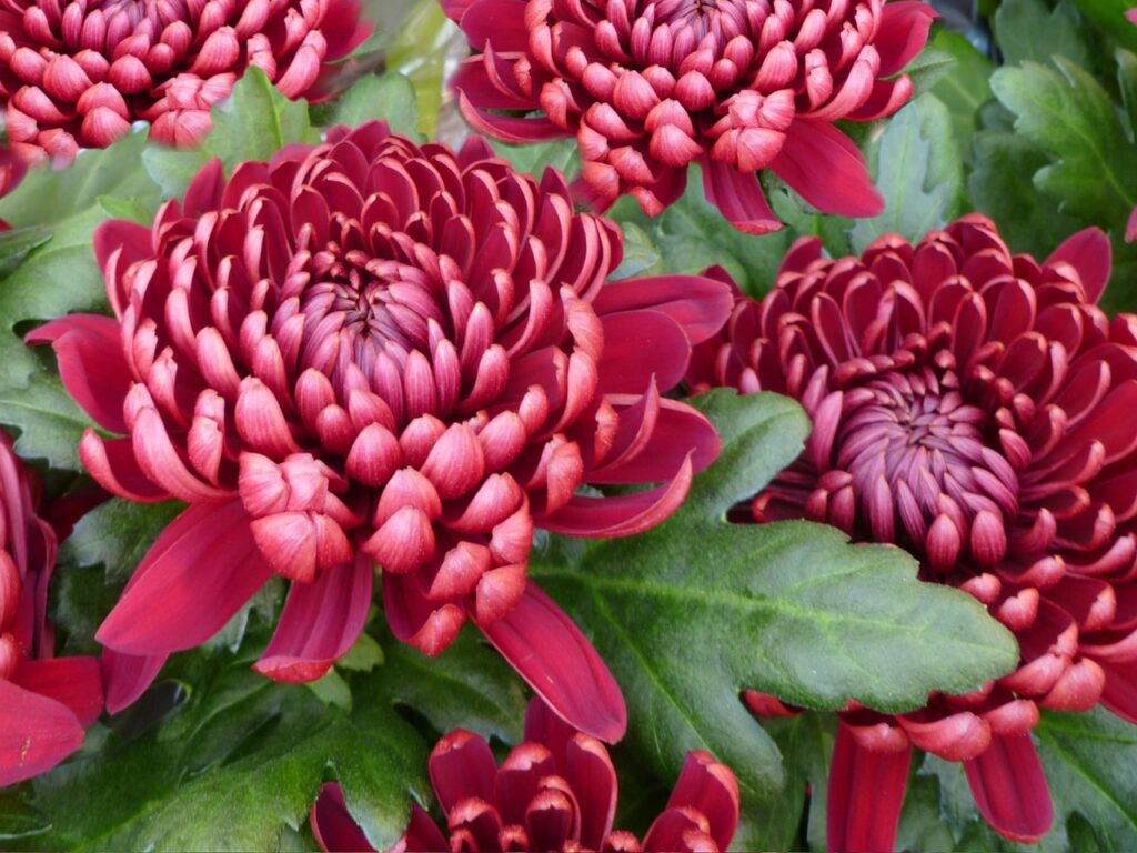 Crisantemo: il fiore dai mille significati