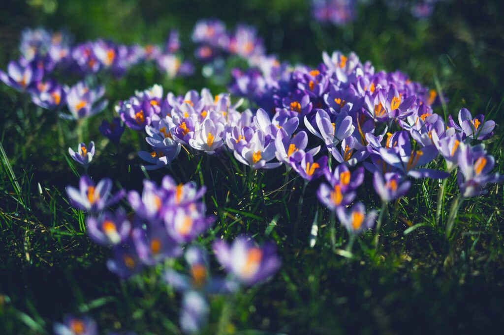 Crocus: il fiore simbolo di primavera e rinascita