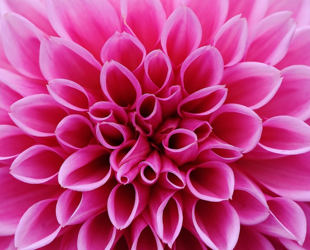 Dalia: il fiore simbolo di eleganza e rinascita