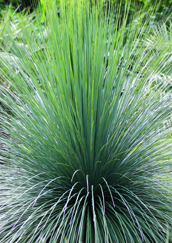 Dasylirion: una scelta resistente e decorativa per giardini aridi