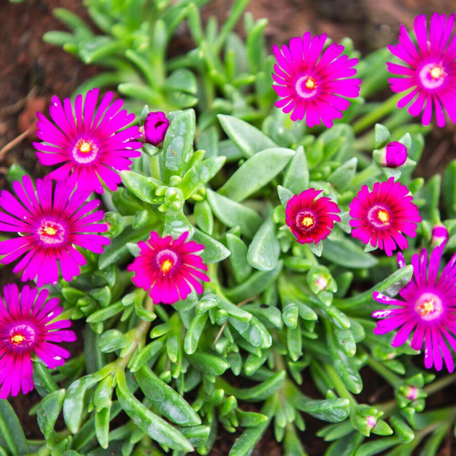 Delosperma